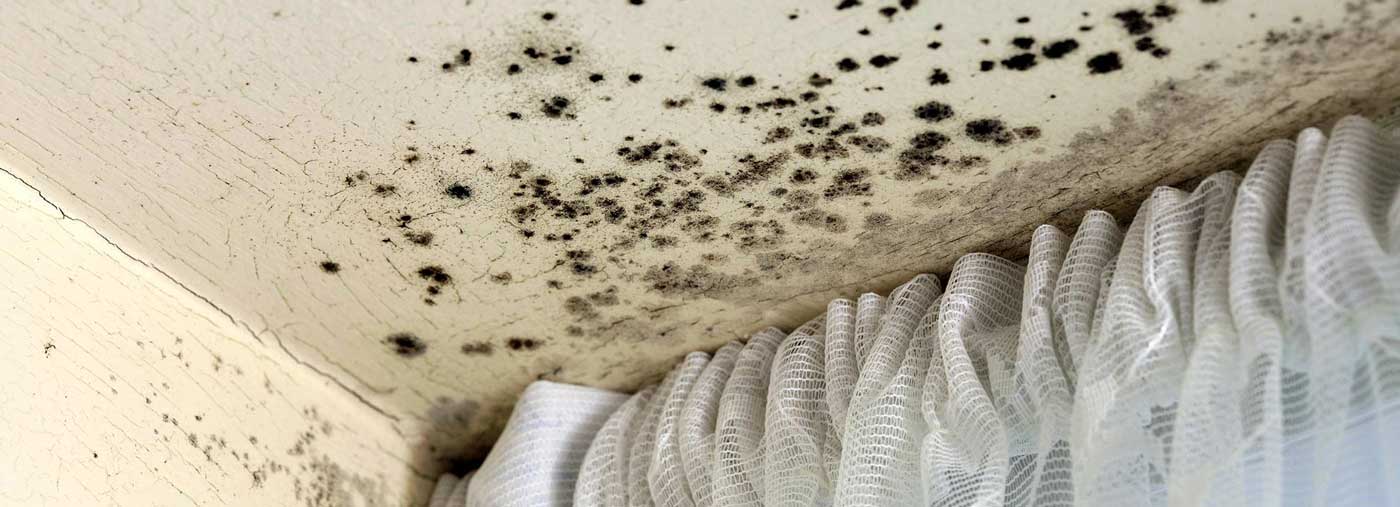 Mould Growing on Ceiling