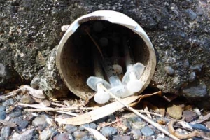 Needles Hidden In Drain | Syringe Removal Technicians Syringe Removal | Needle Pickup