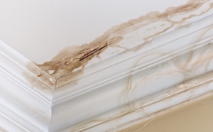 Warning signs of Mould Damage Warning signs of Mould Damage Brisbane